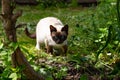 One of the breeds from the Siamese cat on the hunt.