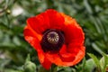 The poppy red flower bloomed in close-up.