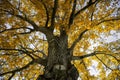 photo of a walnut tree ,detail,lens under the trunk pointing towards its branches, autumn season.