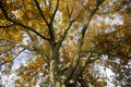 photo of a walnut tree ,detail, lens under the trunk pointing towards its branches, autumn season.