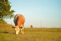 Summer in the village. Cows in the meadow