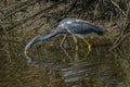 Great Blue Heron hunting in the shallow waters