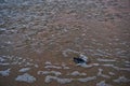 Baby turtle going to sea, first time.