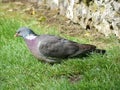 Close-up of a Common wood pigeon Columba palumbus on ground in garden