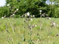 White campion Silene latifolia a dioecious flowering plant