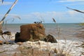 Seabirds - cormorants, rest on a cliff