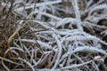 Frozen grass on a winter morning: Frost macro photography, ice fractal formations over plants.