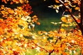 The fall leaves in lakeside Royalty Free Stock Photo