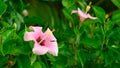 Pink hibiscus floweret and green leaves horizontal HD