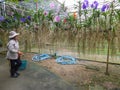 A woman tends to the orchids in a large green house