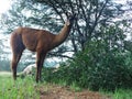 Closeup. Llama and Hampshire sheep ewes eating leaves from fallen tree`s branches