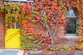 Brick wall of the house with a yellow door and a window, overgrown with maiden grapes in autumn colors Royalty Free Stock Photo