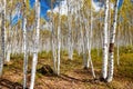 The autumn birch forests in Great Khingan Royalty Free Stock Photo