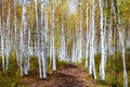 The beautiful autumn birch forests in Great Khingan Royalty Free Stock Photo