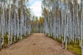 The path in autumn birch forests in Great Khingan Royalty Free Stock Photo