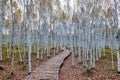 The path in birch forests in Great Khingan Royalty Free Stock Photo