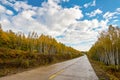 The road and blue sky and autumn birch forests in Great Khingan