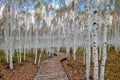 The wooden trestle in autumn birch forests in Great Khingan