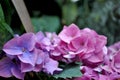 Biltmore Gardens Greenhouse Pink & Purple Hydrangeas