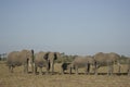 African Elephants Loxodonta Africana, Ndovu or Tembo and African sunset on the African Savanna. Royalty Free Stock Photo