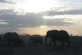 African Elephants Loxodonta Africana, Ndovu or Tembo and African sunset on the African Savanna. Royalty Free Stock Photo