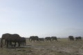 African Elephants Loxodonta Africana, Ndovu or Tembo and African sunset on the African Savanna. Royalty Free Stock Photo