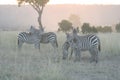 Common Zebras Equus Burchells Punda Milia Royalty Free Stock Photo