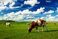 The cows on the green prairie of Hulunbuir Royalty Free Stock Photo