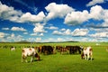 The cows on the summer pasture of Hulunbuir Royalty Free Stock Photo