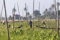 Floating Gardens of Inle Lake