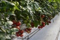 Tomatoes warmhouse Royalty Free Stock Photo