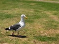 A seabird pacing leisurely on the grass at San Diego Beach