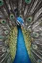 Peacock opening its feathers Royalty Free Stock Photo