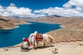 The white yak in Yamdrok lake in Tibet Autonmous Region Royalty Free Stock Photo