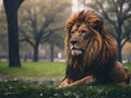 A Lion in the rain Royalty Free Stock Photo