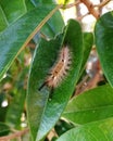 A caterpillar sits on a durian leaf. Royalty Free Stock Photo