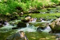 The beautiful stream in the forest Royalty Free Stock Photo