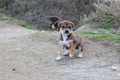 An two litttle dog in Bulgaria - best frient of people Royalty Free Stock Photo