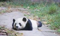 A sleepy panda lying on the floor