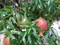 Pomegranates and leaves in summer rain. Royalty Free Stock Photo