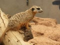 Zoo. Wildlife. Small Mongoose sitting on a dead tree branch in a sand enclosure