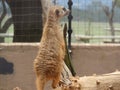 Zoo. Wildlife. Small Mongoose standing on a dead tree branch in a sand enclosure looking through the fence. Sad. Heartbreaking