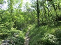 Subtropical Forest in Croatia in the summer