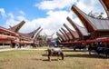 Traditional Festivals of Torajan at Sulawesi Royalty Free Stock Photo