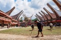 Traditional Festivals of Torajan at Sulawesi