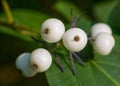 The cornus alba fruit microspur