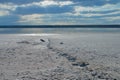 Dead shores of salty estuary near Odessa