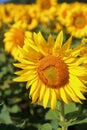 Bright yellow sunflower growing under the summer sun Royalty Free Stock Photo