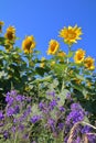 Lilac meadow flowers on a background of sunflowers under a blue sky Royalty Free Stock Photo