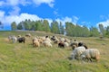 Flock of sheep grazing on a slope Royalty Free Stock Photo